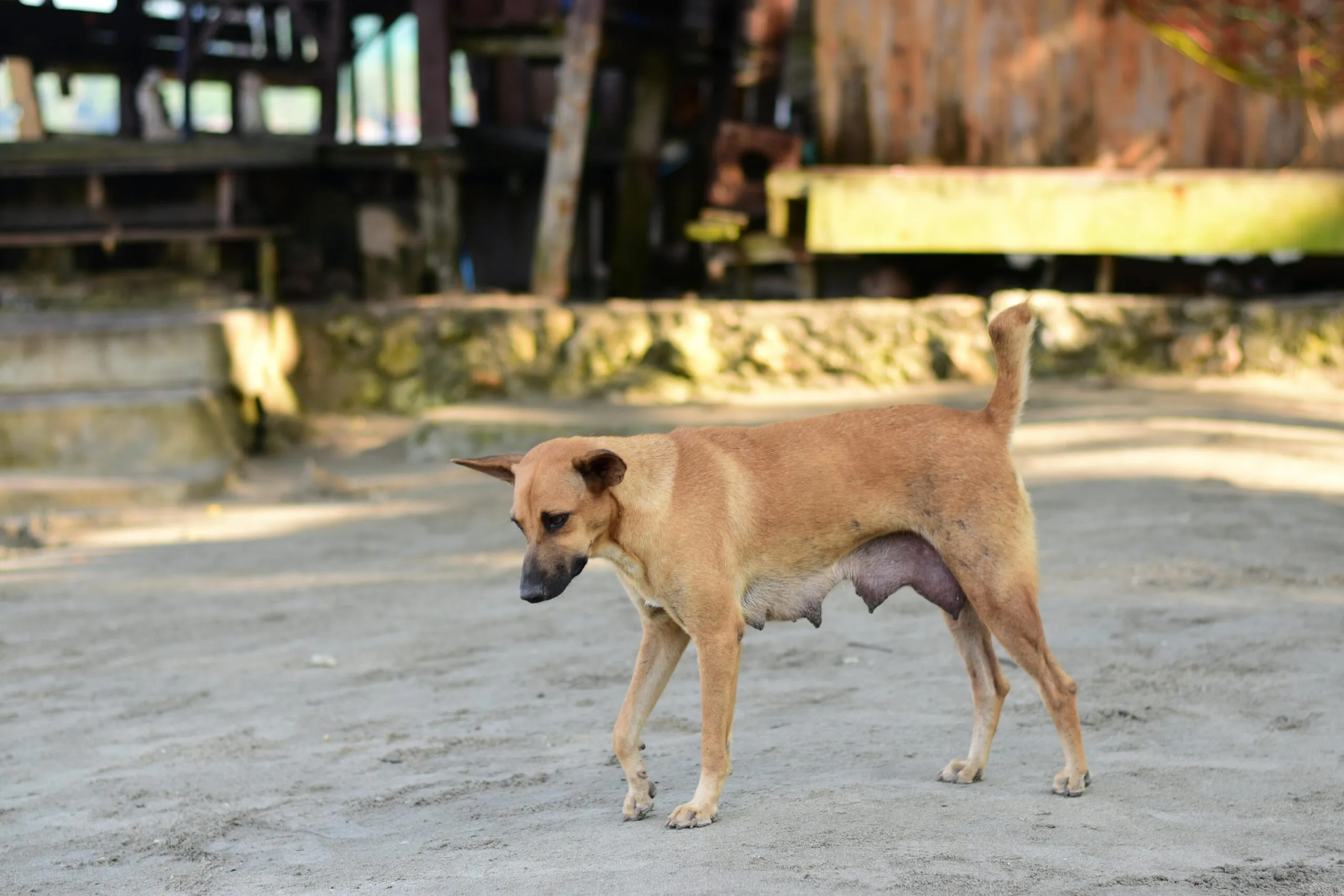 A stray dog walks along the road